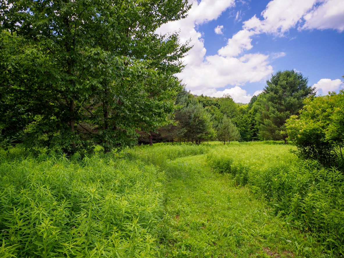 Watershed Property in Tompkins County Donated to Land Trust