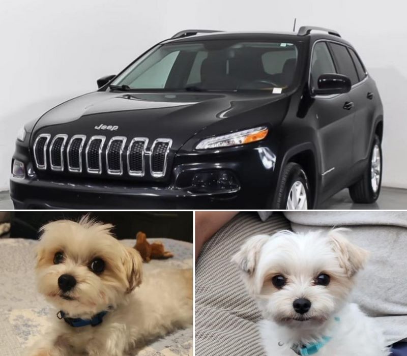 UPDATE: Stolen Jeep With Dog Inside Recovered