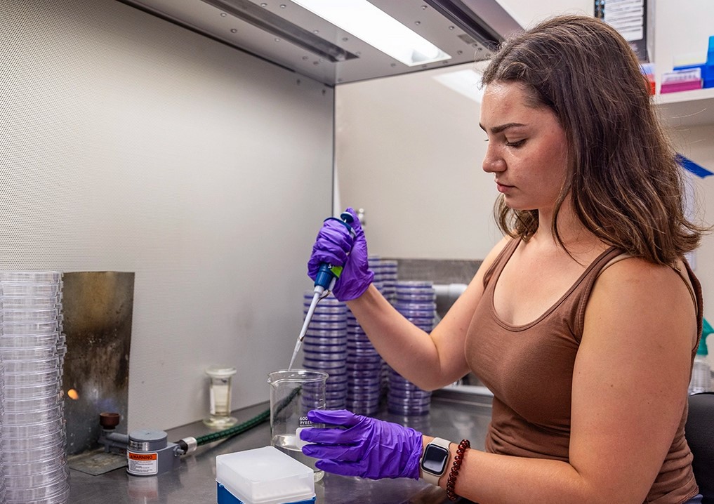 UV Light Kills Fire Blight, Scourge of the Apple Blossom