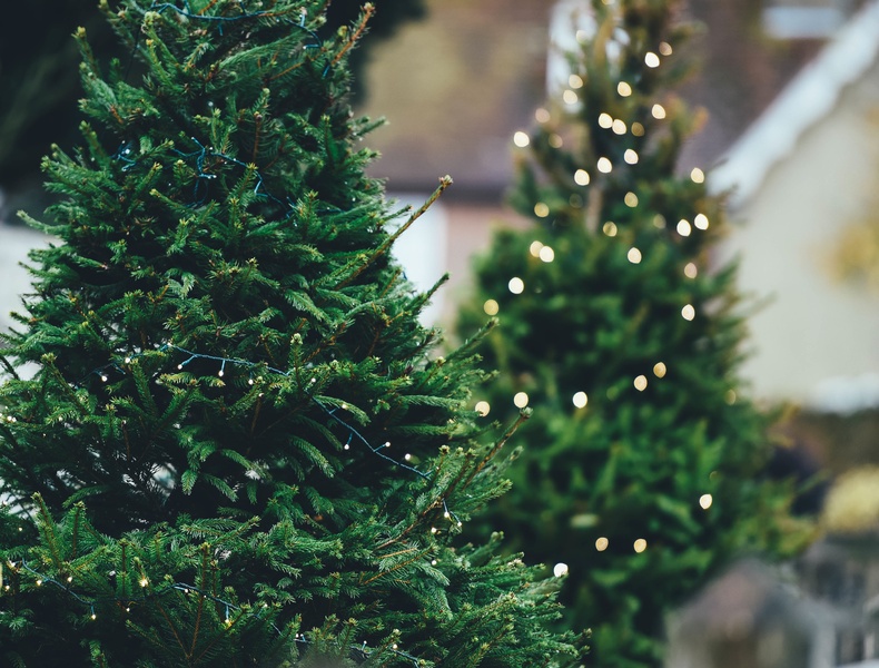 Xmas Tree Recycling Program Returning to Cayuga County