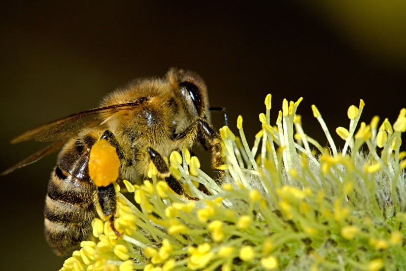 Birds and Bees Protection Act Signed Into Law