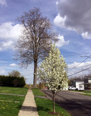 FLX MORNING PODCAST – Auburn City Clerk Chuck Mason