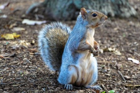 A gray squirrel stands upright on dirt, paws clasped, looking right.