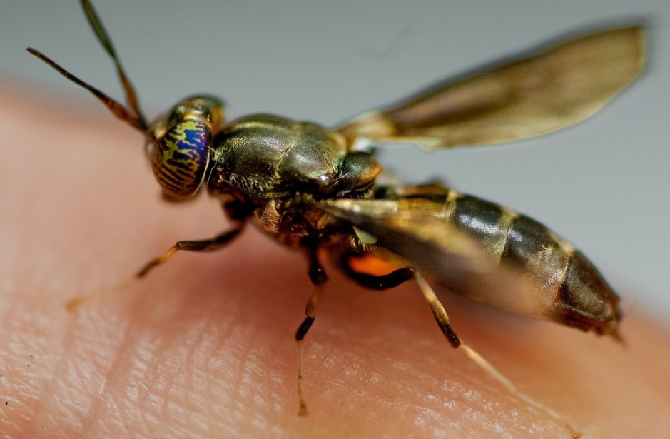 FLX MORNING PODCAST – Bobbie Armstrong, Stratium