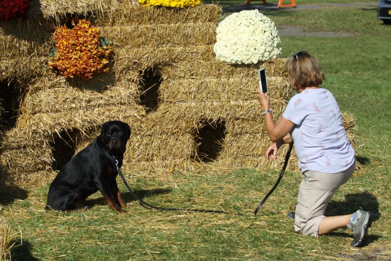 Sampson State Park Again Goes To The Dogs