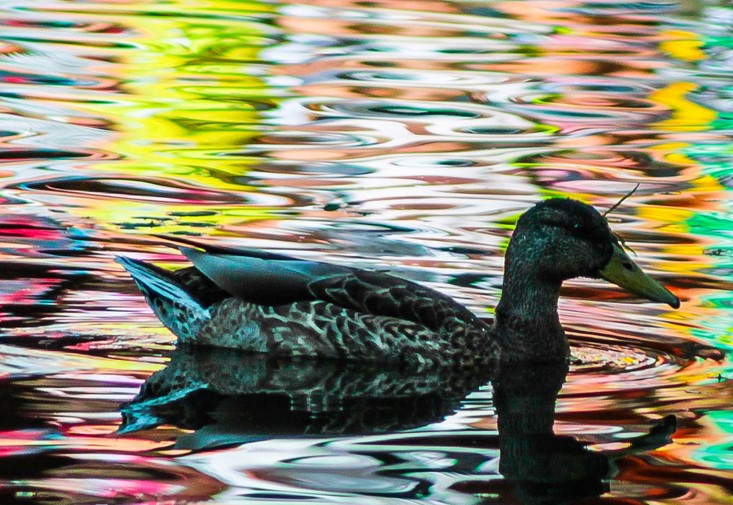 Three Duck Hunters Rescued From Cayuga Lake