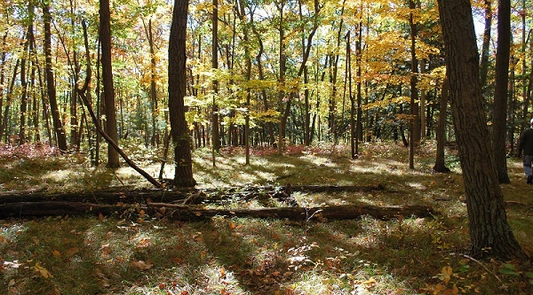 Managing Your Farm’s Woodlot