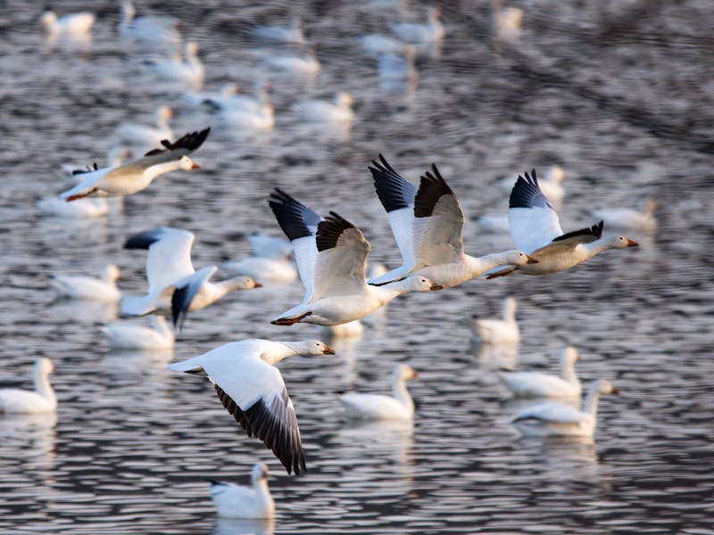 Kashong Point Snow Geese to be Tested for H5N1