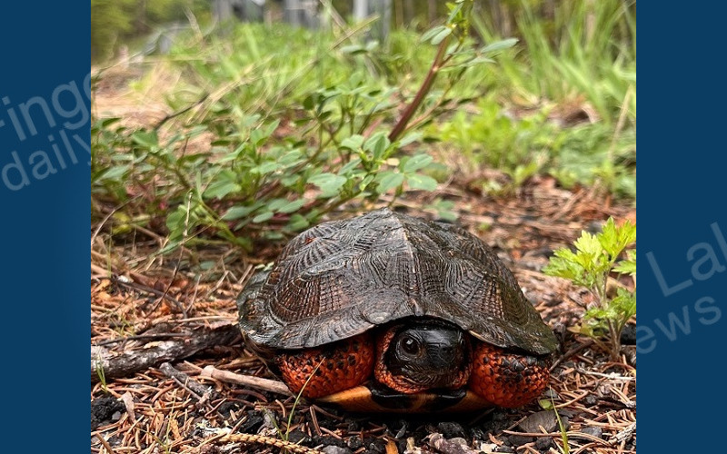DEC: Give Turtles “A Brake”