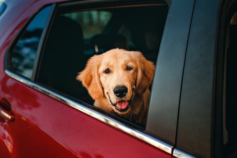 NYDOS Reminds New Yorkers to Never Leave Children and Pets in Hot Cars