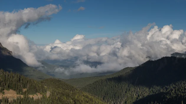 4-year-old bitten by mountain lion at national park: Officials