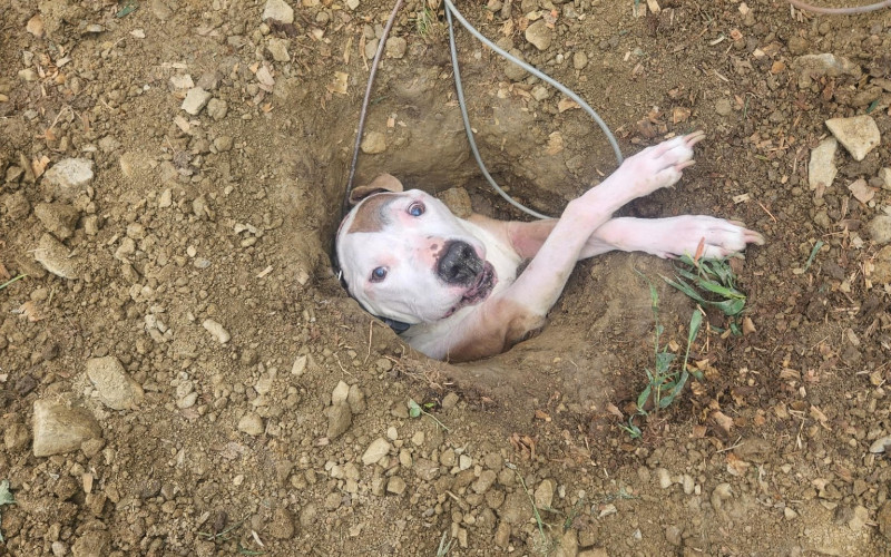Elmira Dog Rescued from Post Hole