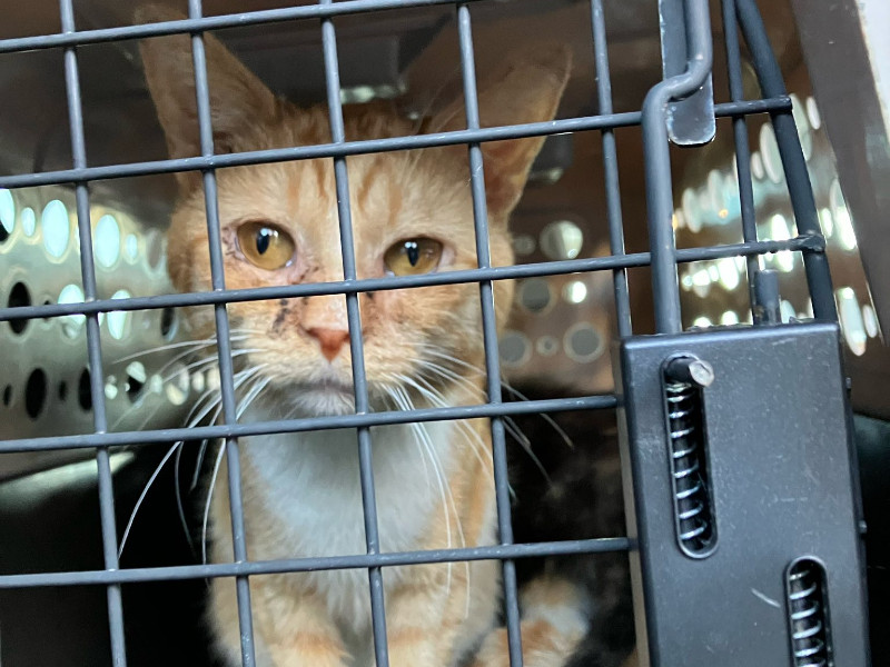 Another Disturbing Animal Cruelty Case Reported in Bath