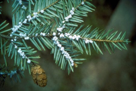 Close-up of a hemlock branch with green needles and a cone, heavily infested with white woolly adelgid.