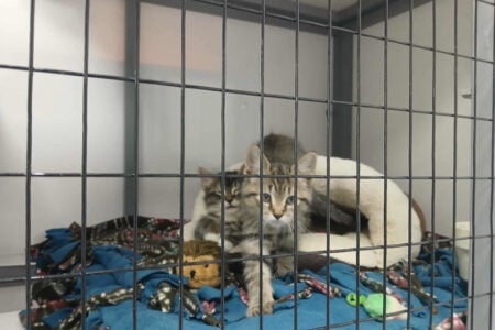 Three kittens, two tabby and one light-colored, in a cage on blue blankets at an animal shelter.
