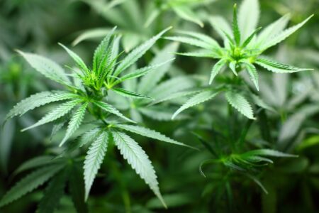 Close-up of vibrant green cannabis plants with developing leaves.