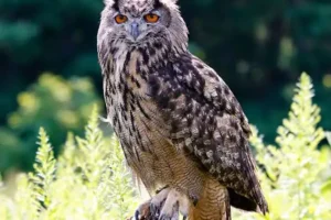 Great Horned Owl with bright orange eyes perched on a tree stump amidst green foliage.
