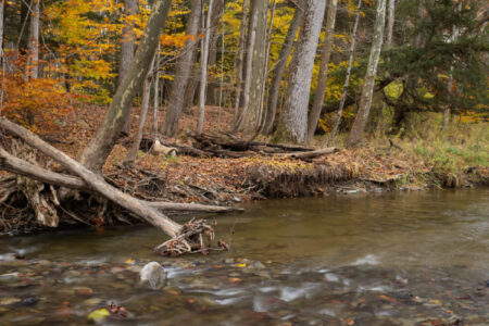 Autumn leaves surround a rocky creek flowing through a Finger Lakes forest.