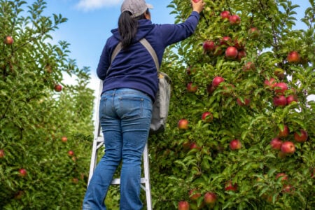 Woman on a ladder picking red apples from a tall tree in an apple orchard under a blue sky.