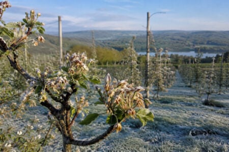 Frosted fruit blossoms on a tree branch in a Finger Lakes orchard, overlooking a lake and hills.