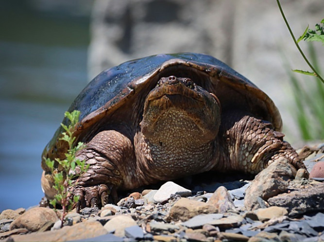 New Yorkers Asked to Protect Turtles This Spring – Finger Lakes