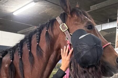 A person wearing a black cap gently pets a brown horse with braided mane in an indoor facility.