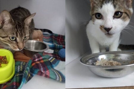 Two cats in individual enclosures. A tabby cat looks at dry food on a blanket, while a white cat with brown patches looks out.