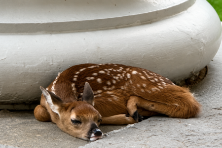 Spotted fawn peacefully sleeping curled up against a white column base on a concrete surface.