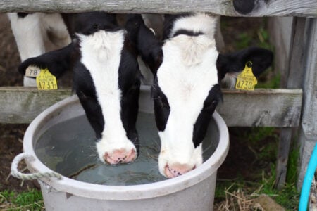 Two black and white calves with yellow ear tags drink water from a bucket behind a wooden fence.