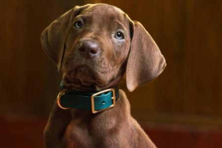Light brown puppy with blue eyes and a dark teal collar tilts its head, looking at the viewer indoors.