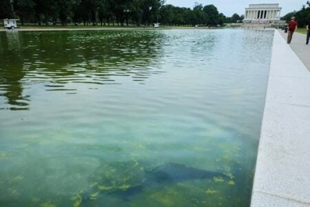 Two large dark fish swim under the murky green surface of the Lincoln Memorial Reflecting Pool.