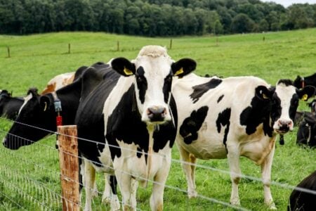 Two black-and-white dairy cows look directly from a green pasture, with other cows, a wire fence, and distant treeline.