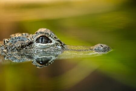 The eye and top of an alligator's head peek above calm green water, with a clear reflection.