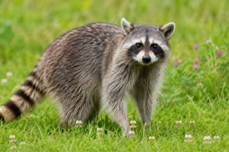 A raccoon with a black mask and ringed tail stands in a green grassy field with white and pink clover.