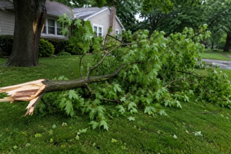 Freshly snapped tree branch with green leaves lies across a wet residential lawn, with a house in the background.