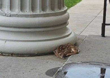 A fawn with white spots curled up at the base of a large column on a concrete sidewalk.