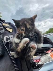 Calico kitten with pink paw pads rests on a police officer's uniform, a car with open hood in the background.