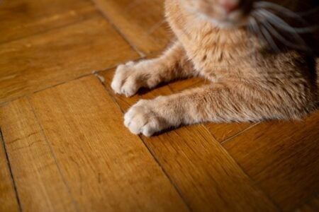 Orange cat resting on a sunlit wooden floor, its front paws and body visible.