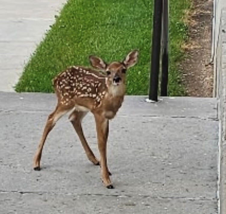 Spotted fawn stands on a sidewalk next to green grass, looking towards the viewer with its mouth open.