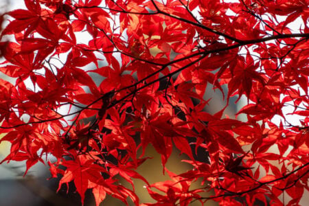 Vibrant red autumn maple leaves on branches glow brightly, backlit by the sun.