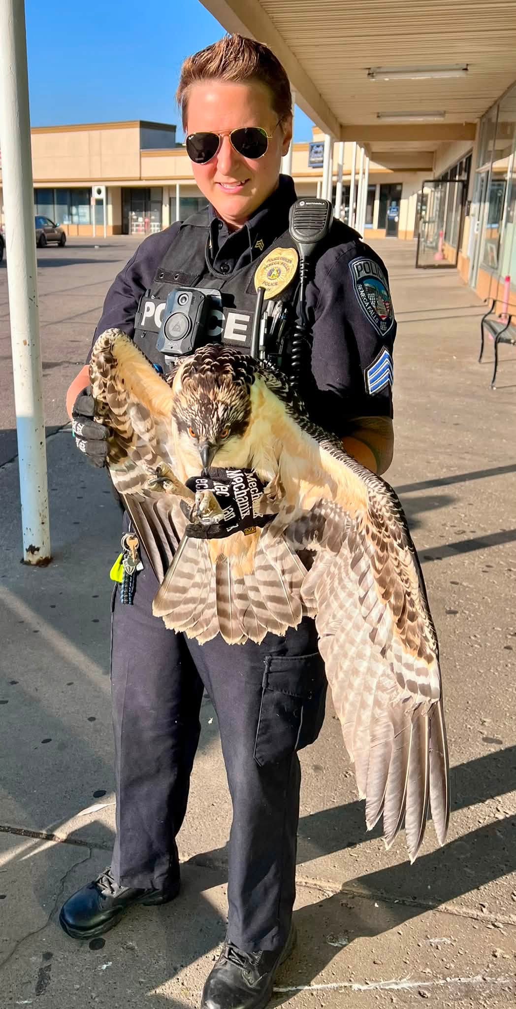 Seneca Falls Police Officer smiles holding an osprey with a black fabric restraint on a sunny sidewalk.