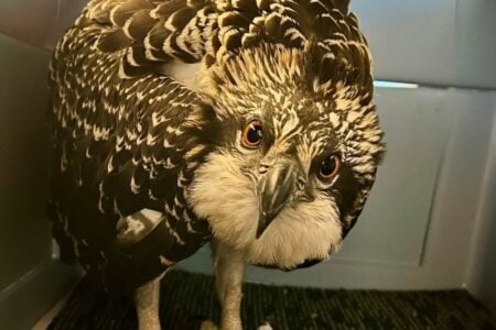 Osprey with striking orange eyes stands inside a blue plastic carrier on a dark mat, staring directly.