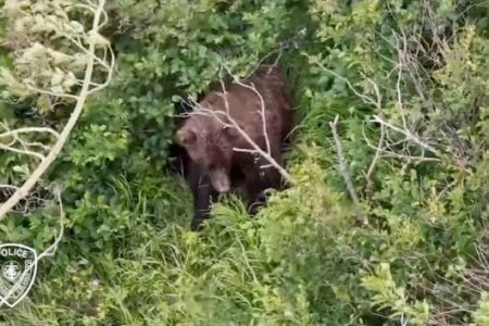 A brown bear walks through dense green brush and tall grass.