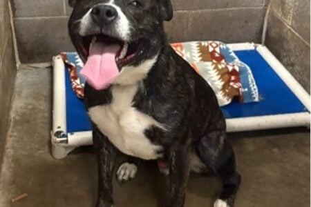 Brindle and white dog sits with mouth open, tongue out, in a kennel with an elevated bed.