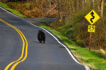 A black bear walks along a winding paved road with a 25 MPH speed limit sign and trees.