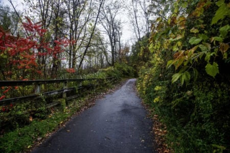 Wet asphalt path curves through autumn woods, with a wooden fence and vibrant red and green foliage.