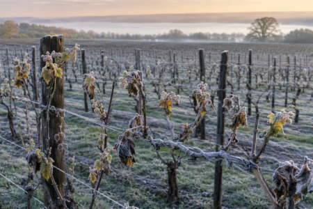 Frosted vineyard rows extend into a misty landscape, illuminated by soft golden morning light.