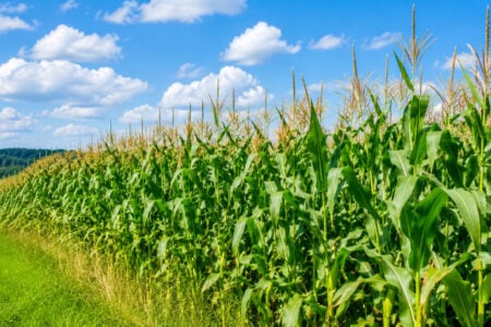 A vibrant green cornfield with tall stalks and tassels under a bright blue sky with fluffy white clouds, alongside a grassy edge.