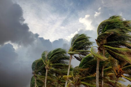Palm trees bending strongly in wind under a partly cloudy, stormy sky.