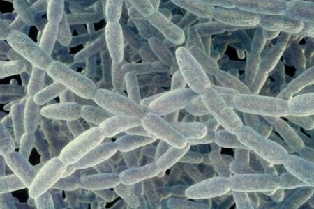 Cluster of translucent blue, rod-shaped bacteria (bacilli) magnified against a dark background.